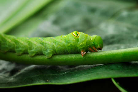 Caterpillar on a leafの写真素材