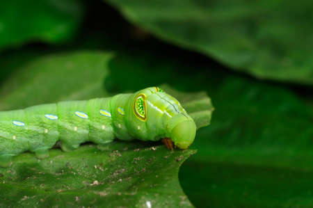 Caterpillar on a leaf