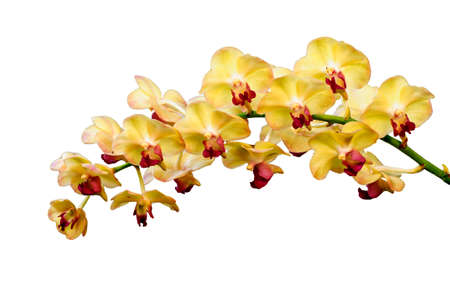 Orange orchid flower, isolated on white backgroundの写真素材