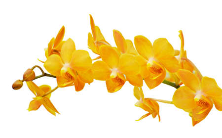 Orange orchid flower, isolated on whiteの写真素材