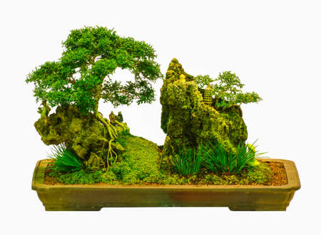 Bonsai tree - Murraya paniculata, isolated on white backgroundの写真素材