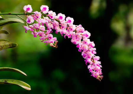 Pink Orchid Flowers - Rhynchostylisの写真素材