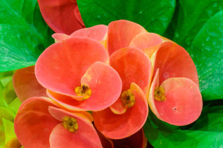 Red flowers - Crown of thorns - Euphorbia milii の写真素材