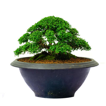 Bonsai tree - Murraya paniculata, isolated on bright backgroundの写真素材