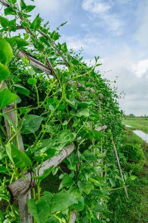 Green leaves plantの写真素材