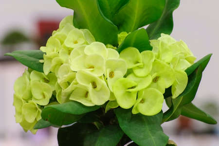 Yellow flowers - Crown of thorns - Euphorbia milii