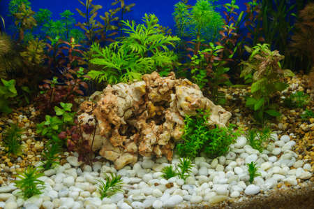 Fragment of the beautiful planted tropical freshwater aquariumの写真素材