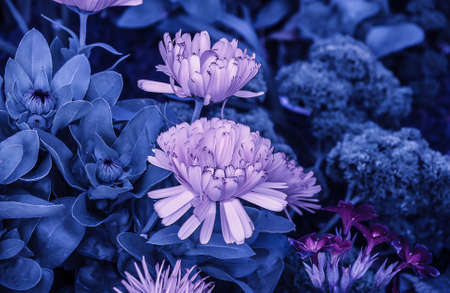 Blue tone flowers の写真素材