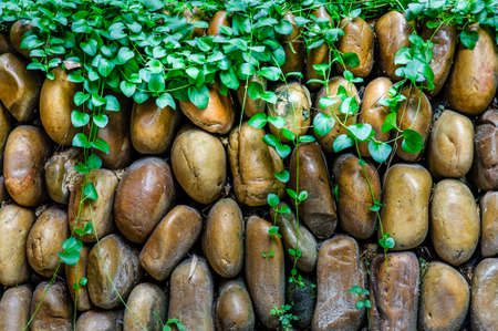 Rock wall with green plantの写真素材