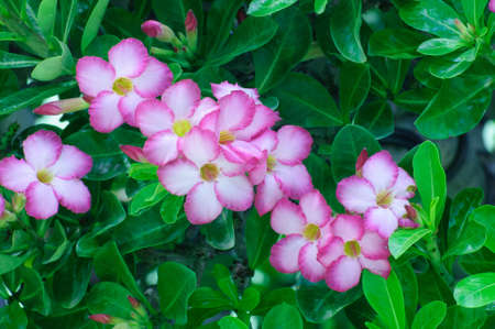 Pink flowers,Adenium obesum, impala lily or desert rose on green leavesの写真素材