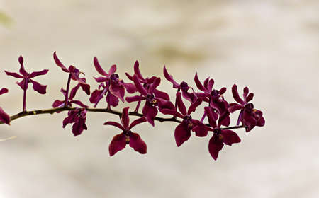 Red Orchids - Renanstylisの写真素材