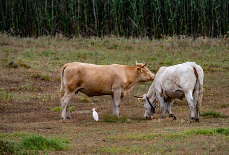 white heron walking in a meadow with cows by its sideの写真素材