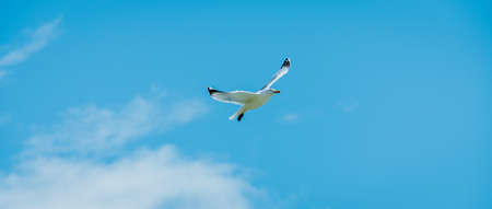 seagull in flight and with blue sky as backgroundの写真素材