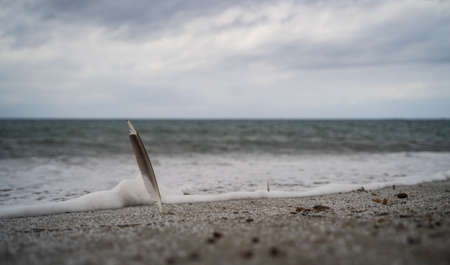 seagull feather rhyming to the sea