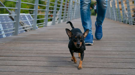 small dog breed pinscher relaxing in the arms of the masterの写真素材