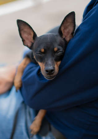 small dog breed pinscher relaxing in the arms of the masterの写真素材