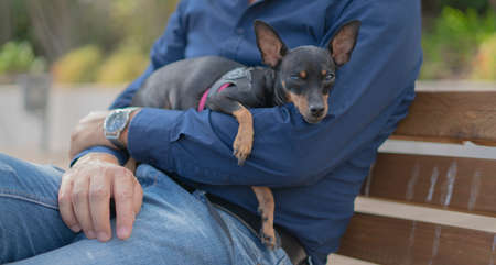 small dog breed pinscher relaxing in the arms of the masterの写真素材