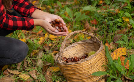 A woman holds a bunch of chestnuts in the background of the undergrowth of Aritzo, central Sardinia. Autumn harvestの写真素材