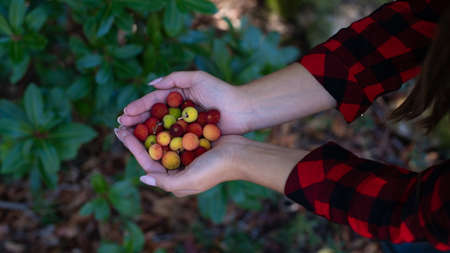 ripe wild strawberry tree ready for harvest, Narcao, south sardiniaの写真素材