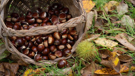 basket full of chestnuts during the autumn harvest, aritzo, central sardiniaの写真素材