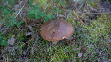 picture of mushroom, Suillus collinitus is a pored mushroom of the genus Suillus in the family...