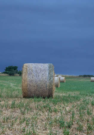 round bales lined up before their collectionの写真素材