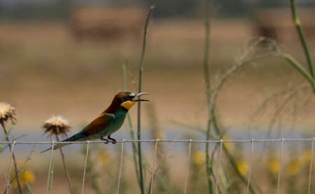 European bee-eater hovering on wire meshの写真素材