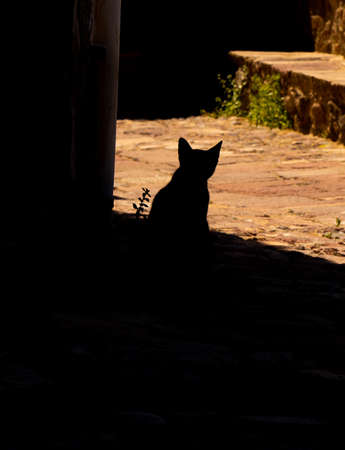 the silhouette of a cat sheltering from the summer heatの写真素材