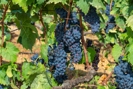 Carignano vineyards Cannonau wine and Vermentino