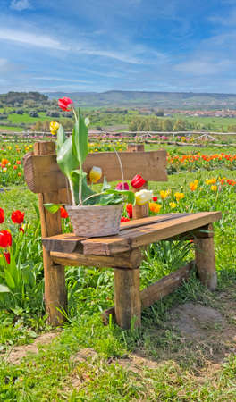 garden of colored tulips in turri in southern sardiniaの写真素材