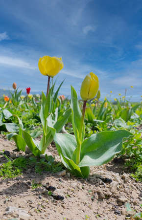 garden of colored tulips in turri in southern sardinia