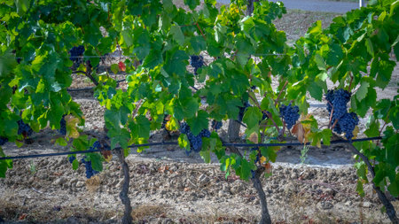 vineyards of Carignano and vermentino wine, Santadi, south Sardiniaの写真素材