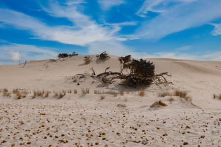 Sand dunes on the beach by the sea near the town of Porto Pino on the island of Sardinia in Italyの写真素材