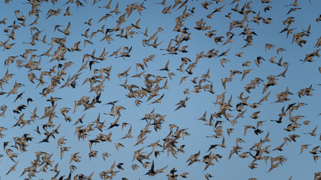 Flock of plovers in flightの写真素材