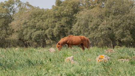Giara horses graze in their natural environment, Giara di Gesturi, South Sardiniaの写真素材