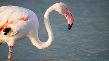 close up adult pink flamingo in its natural environment, molentargius Cagliari, south Sardiniaの写真素材