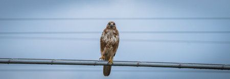 Kestrel or Falco tinnunculus perched on a branch waiting for preyの写真素材