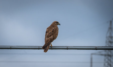 Kestrel or Falco tinnunculus perched on a branch waiting for preyの写真素材