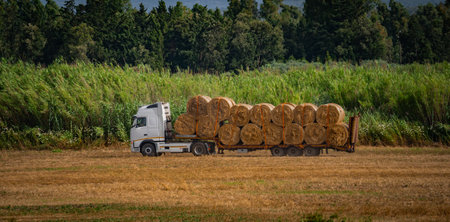A lorry loaded with bales of straw drives over wheat stubble. Wheat harvesting. Round bales of straw in the field.の写真素材
