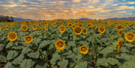 Landscape Of Sunflower fields And blue Sky clouds Background.Sunflower fields landscapes on a bright sunny day with patterns formed in natural background.の写真素材