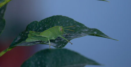 A little grasshopper is hiding in mango leaves