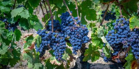 ripe grapes ready for the harvest for the production of cannonau and carignano wineの写真素材