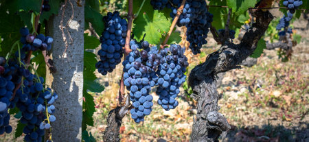ripe grapes ready for the harvest for the production of cannonau and carignano wineの写真素材