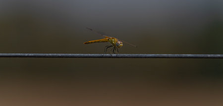 Dragonfly perched on a wire with a blurred background and copy spaceの写真素材