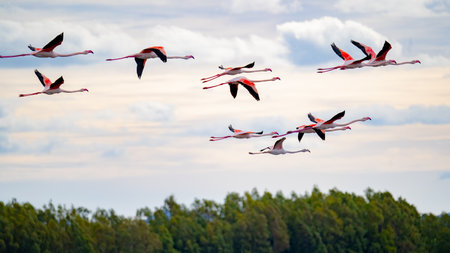 flamingos in their natural environment. A flock of flamingos in saltwater ponds with pumped seawater harbor pine pond. Flamingo migration.の写真素材