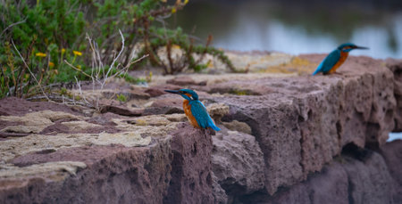 The common kingfisher (Alcedo atthis), also known as the Eurasian kingfisher and river kingfisher, is a small kingfisherの写真素材