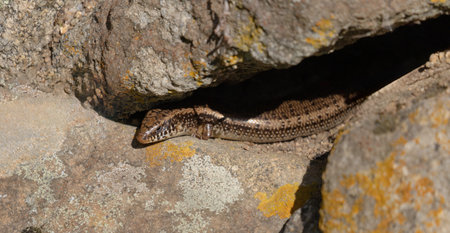 Sand lizard sunbathing on a rock in the sun in summer