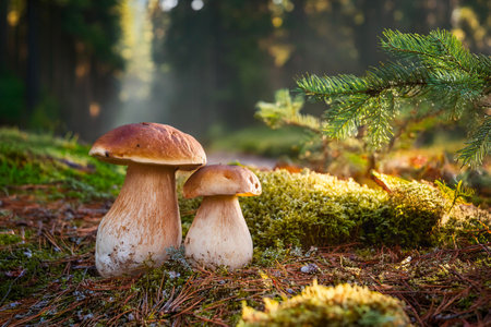 Three porcini mushrooms bathed in golden sunlight, thriving in a mossy forest clearing at sunsetの写真素材