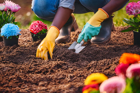 Gardener planting snapdragon flowers in garden bed on sunny dayの写真素材