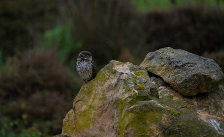 Little owl perched on a moss-covered rock in natural Sardinian habitatの写真素材